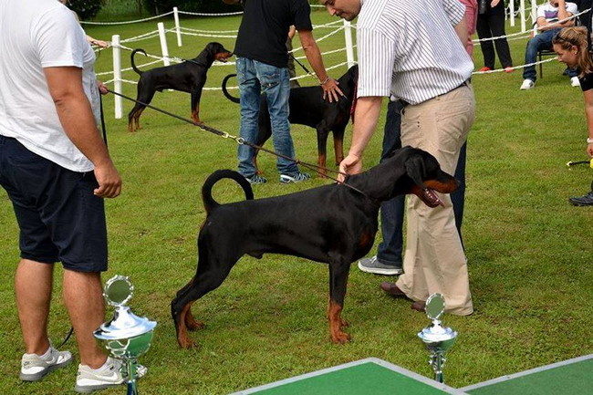 Dobergaarden Forever TomTom